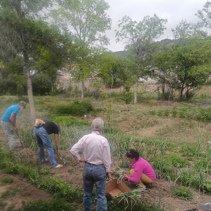 Several members working a garden bed together on a cloudy June morning.