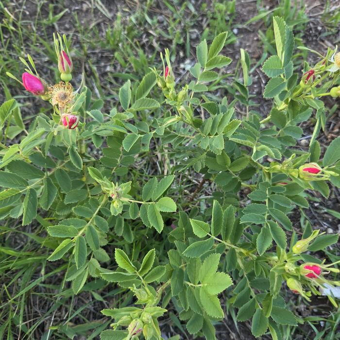 A wild rose bush in bloom at the edge of the garden.